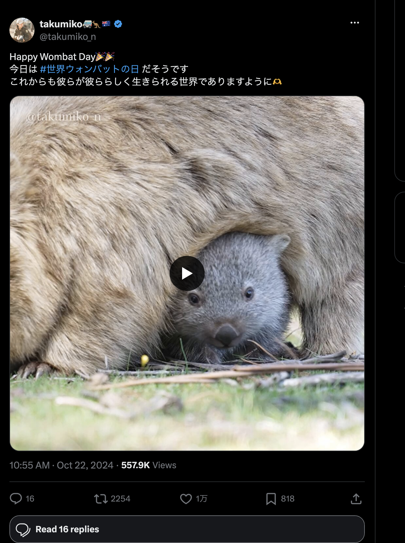 ウォンバット（takumiko） のサムネイル